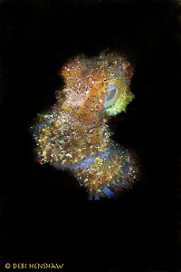 Unknown Octopus about 10cm found in Manado by Debi Henshaw 